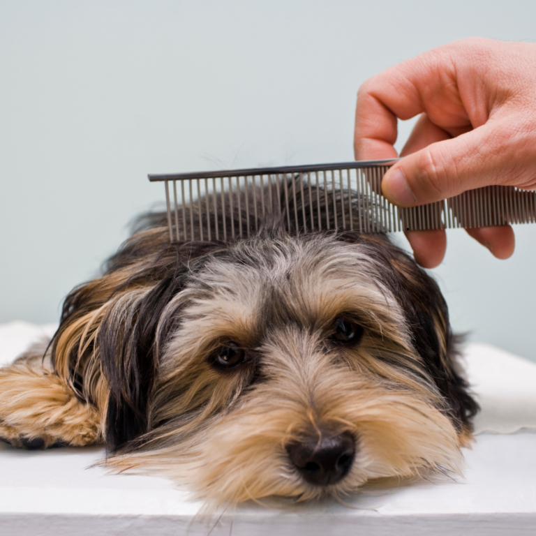 Diseño sin título (14)