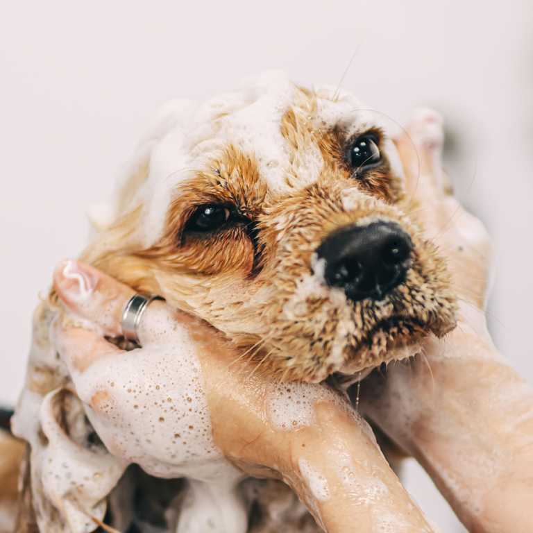 Diseño sin título (21)