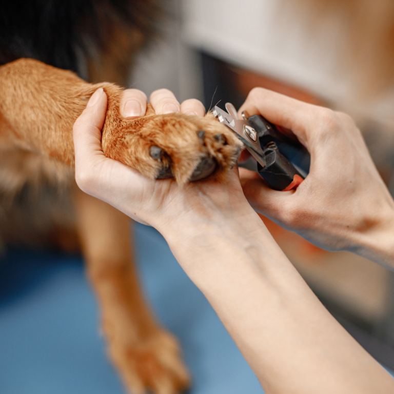 Diseño sin título (22)